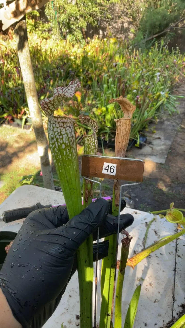 #46 sarracenia leucophylla standard form thumbnail
