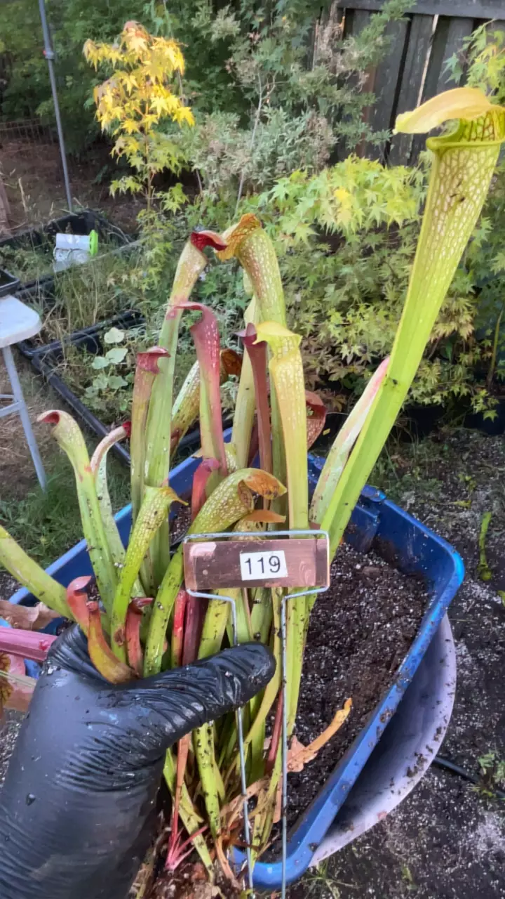 #119 sarracenia minor hybrid thumbnail