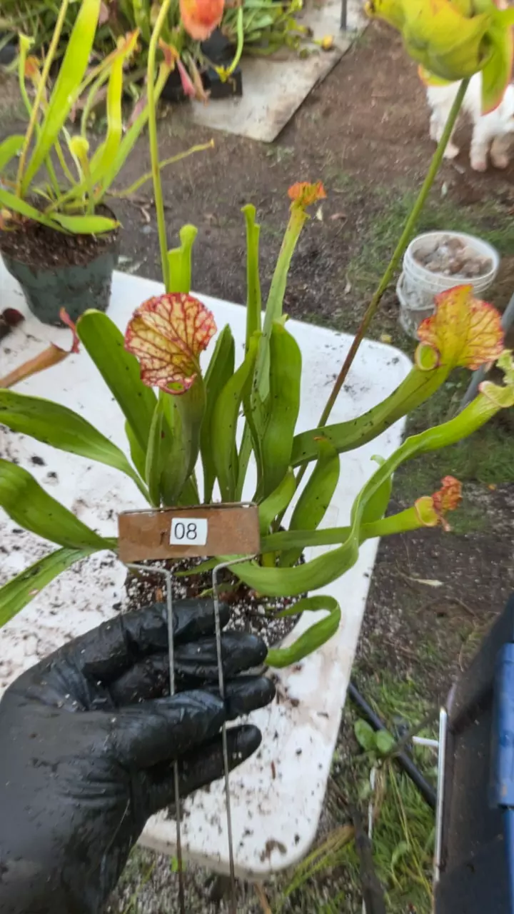 #08 sarracenia oreo x leucophylla thumbnail