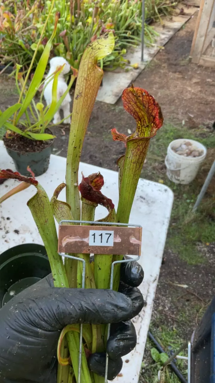 #117 sarracenia alata hybrid thumbnail