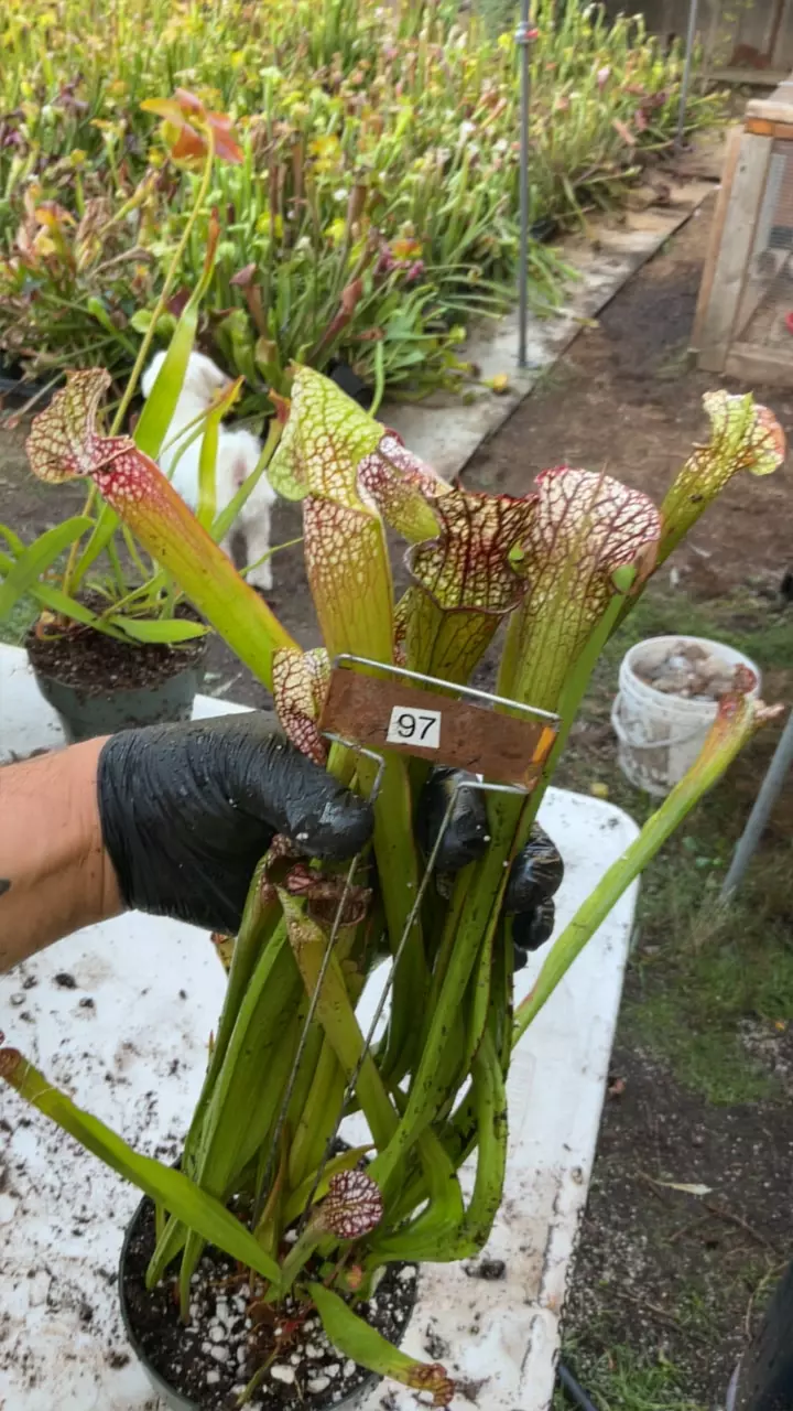 #97 sarracenia leucophylla hybrid thumbnail