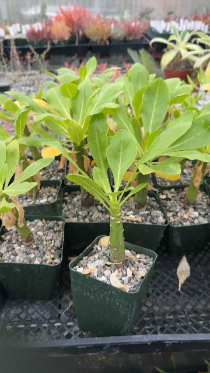 Gc brighamia insignis thumbnail