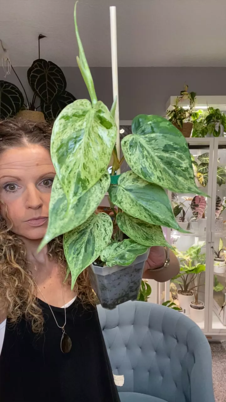 Philo. Heartleaf var thumbnail