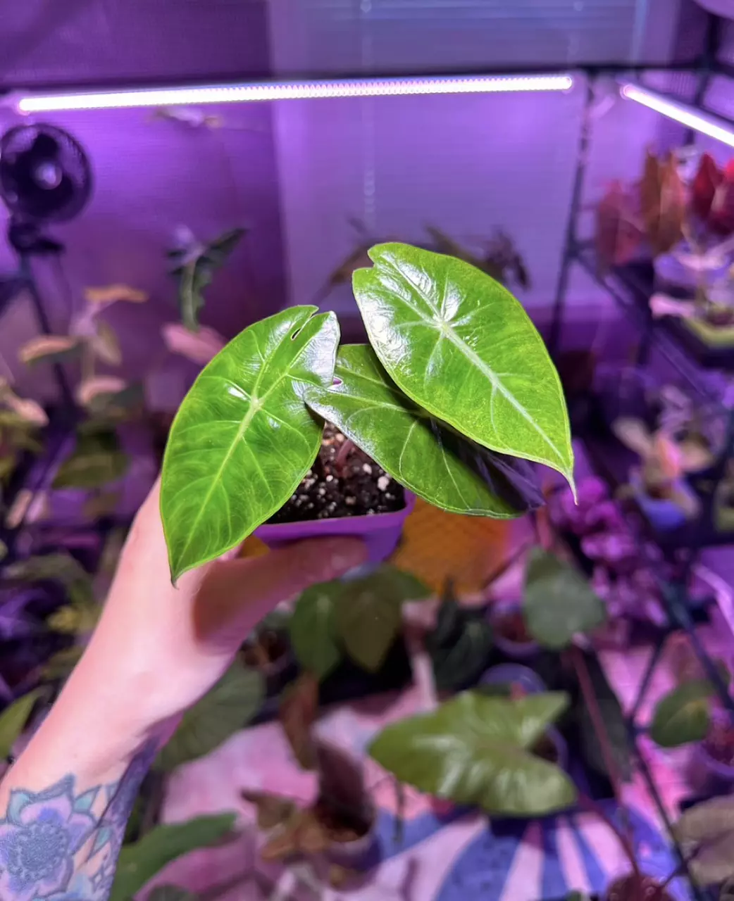 (G55) 3” Alocasia Pink Dragon thumbnail