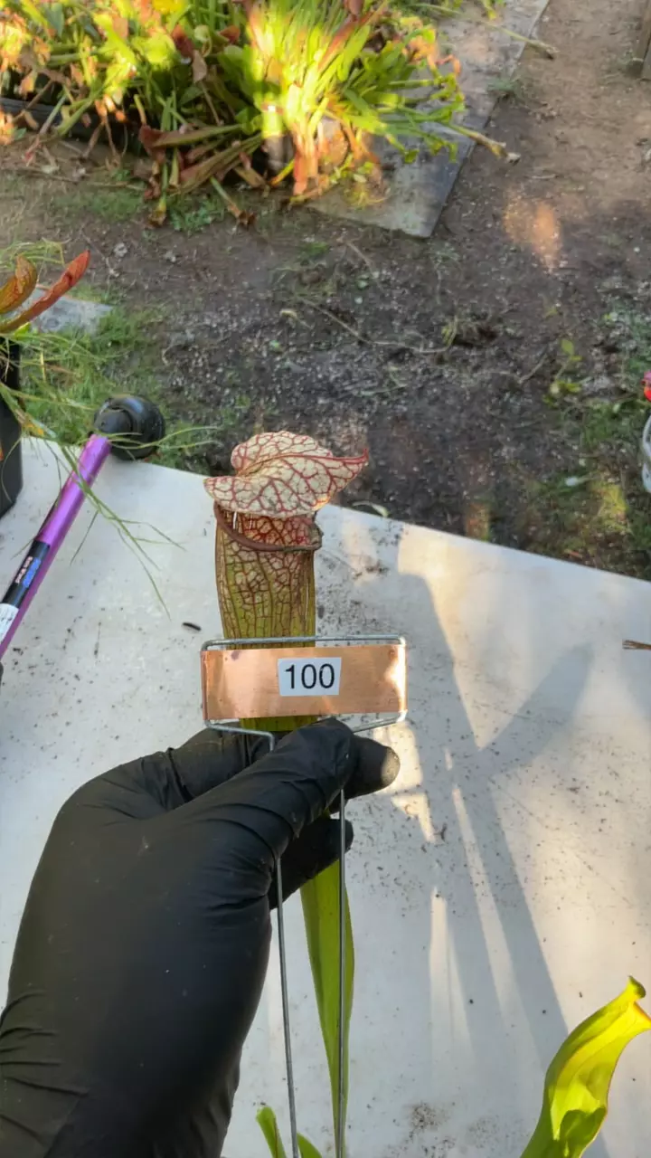 #100 sarracenia leucophylla hybrid thumbnail
