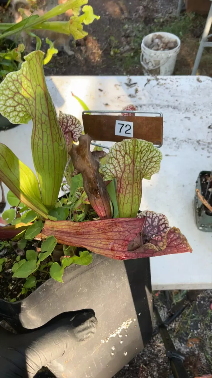 #72 sarracenia leucophylla x purpurea thumbnail