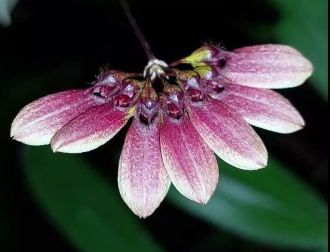 Cirr cf flabellum veneris bloom size on sale thumbnail