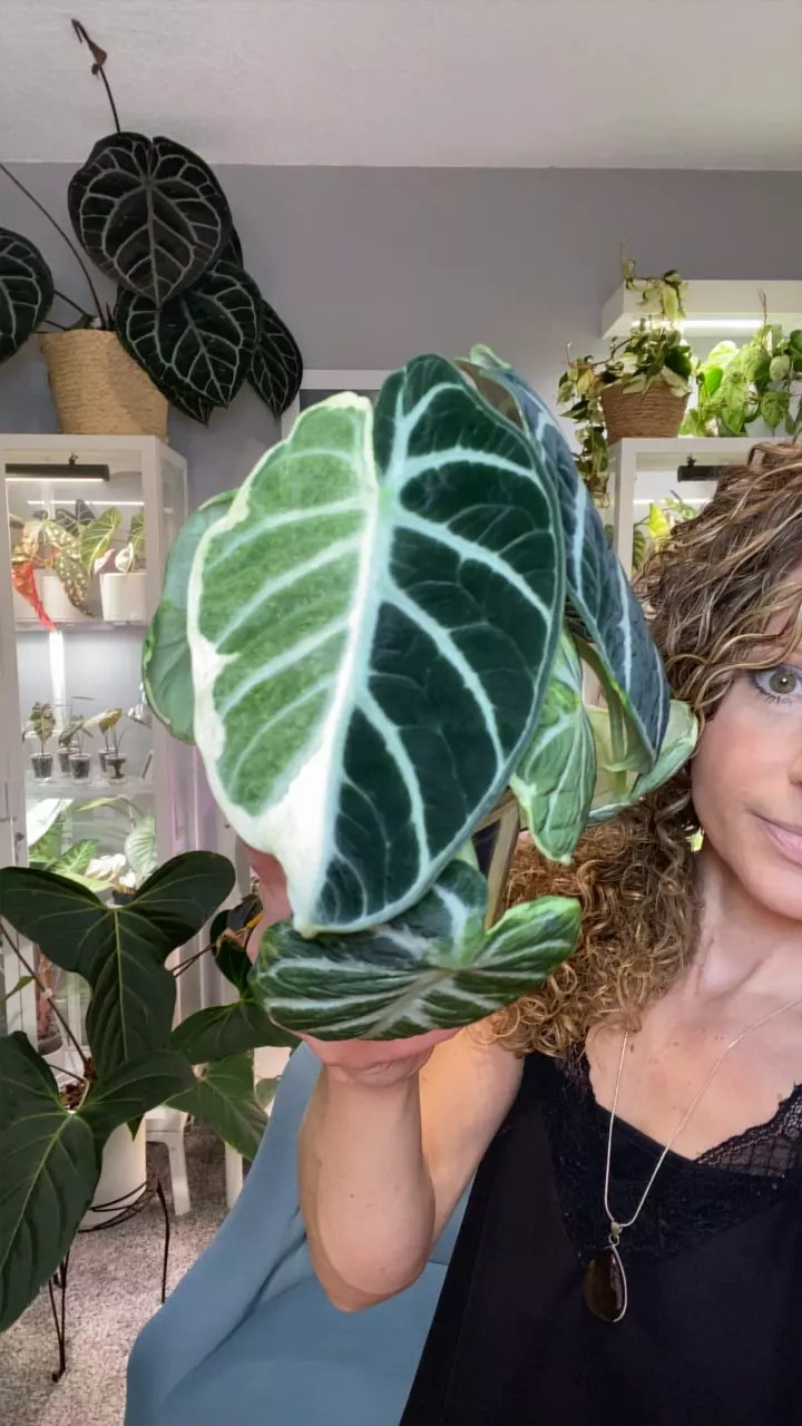 Alo. Black Velvet Ninja Albo thumbnail