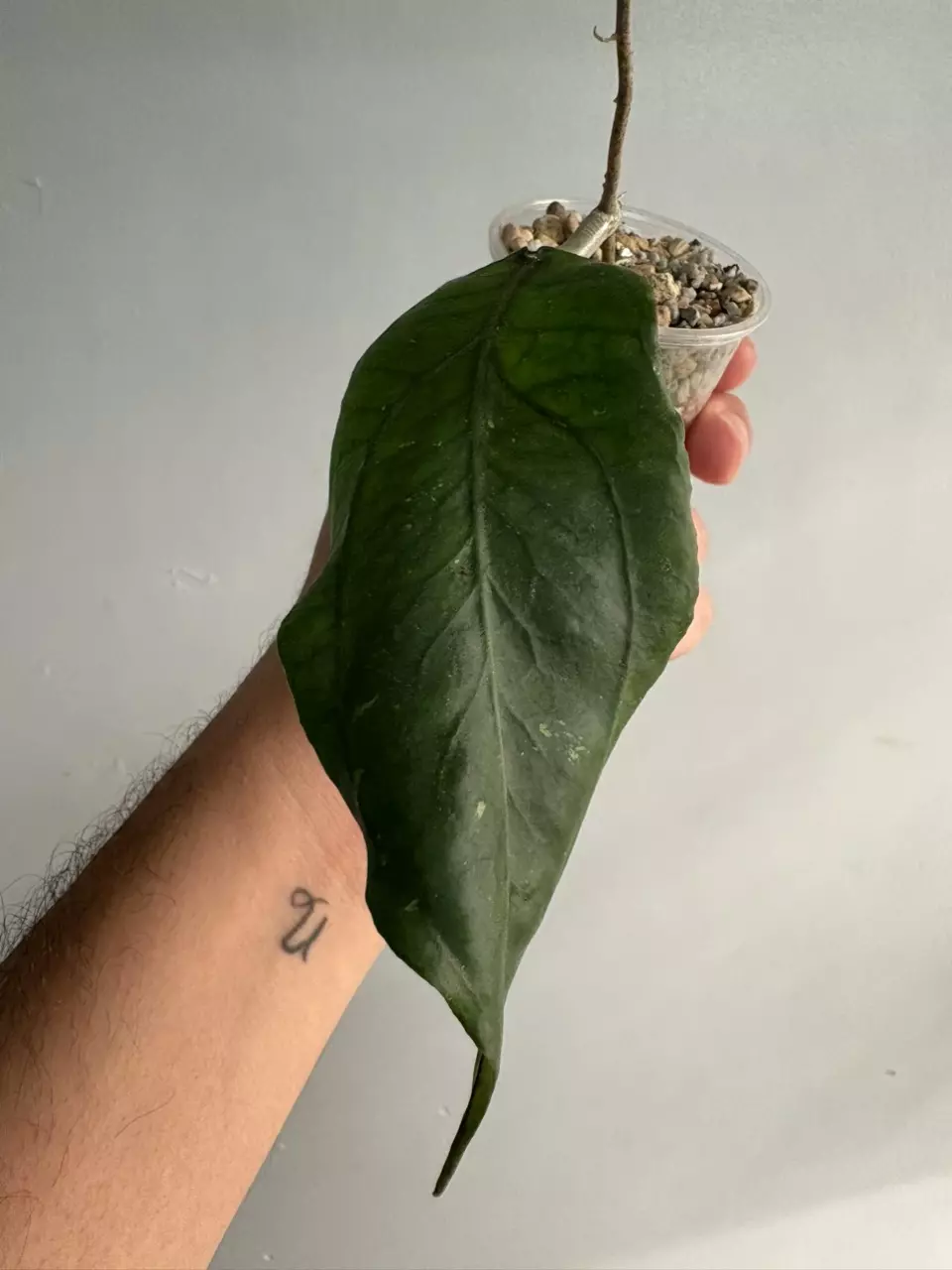 Hoya ACEH gomas thumbnail