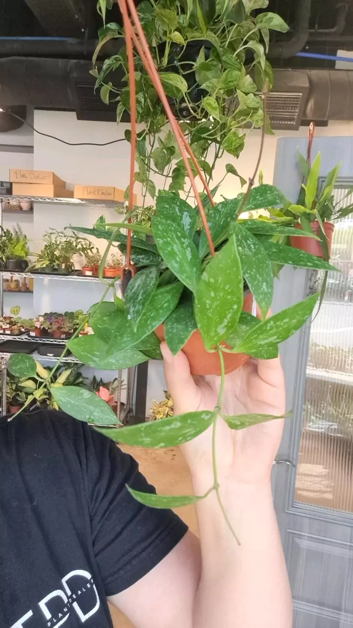 Hoya Gracilis 4" thumbnail