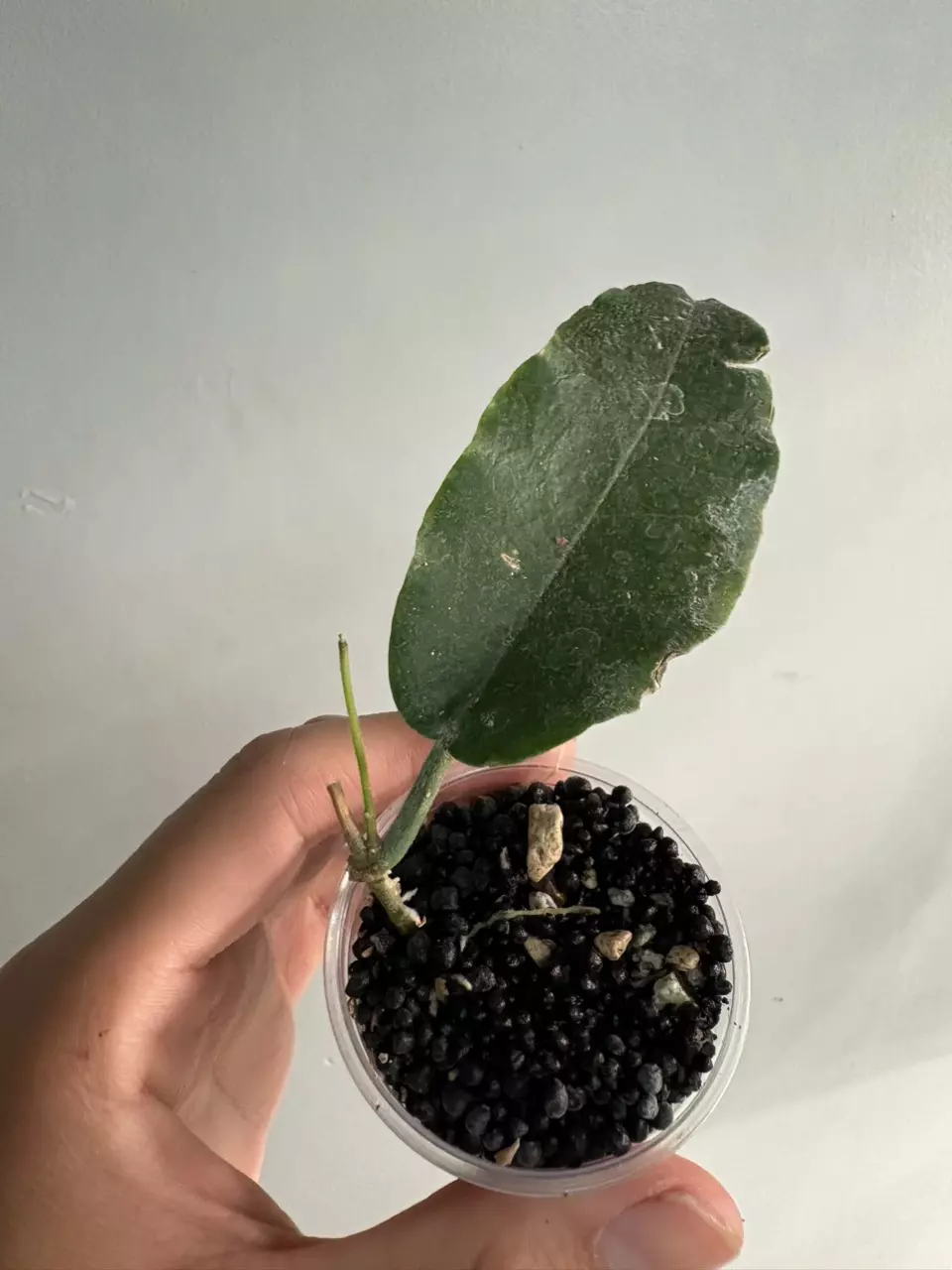 Hoya verestigii thumbnail