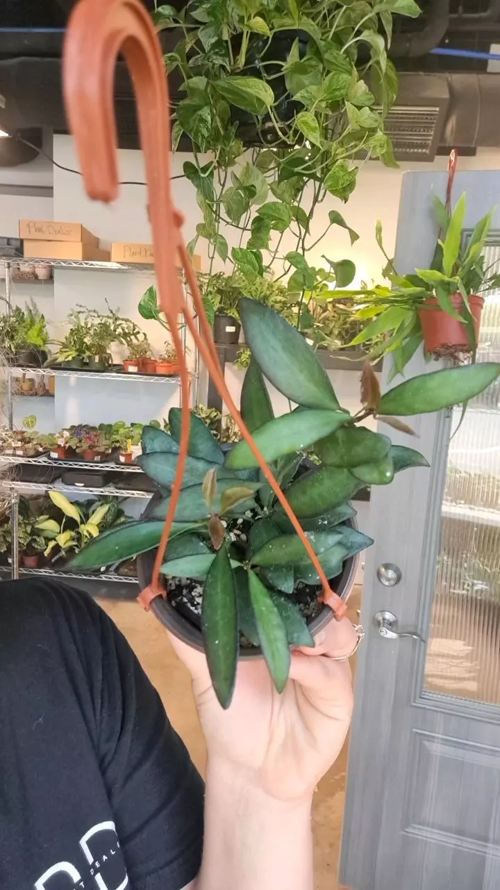 Hoya Rosita 4" thumbnail