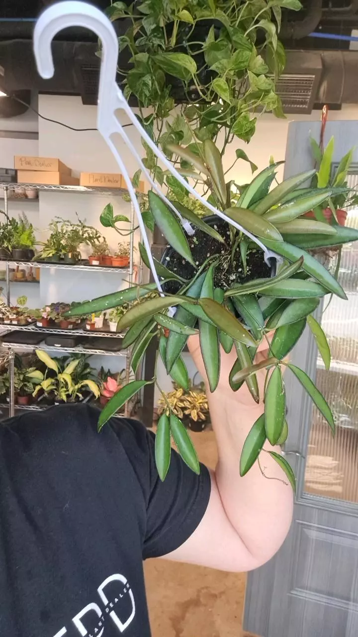 Hoya Wayetii 4" thumbnail