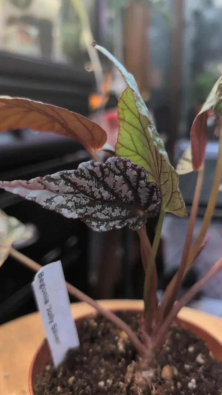 Begonia Jolly Silver thumbnail