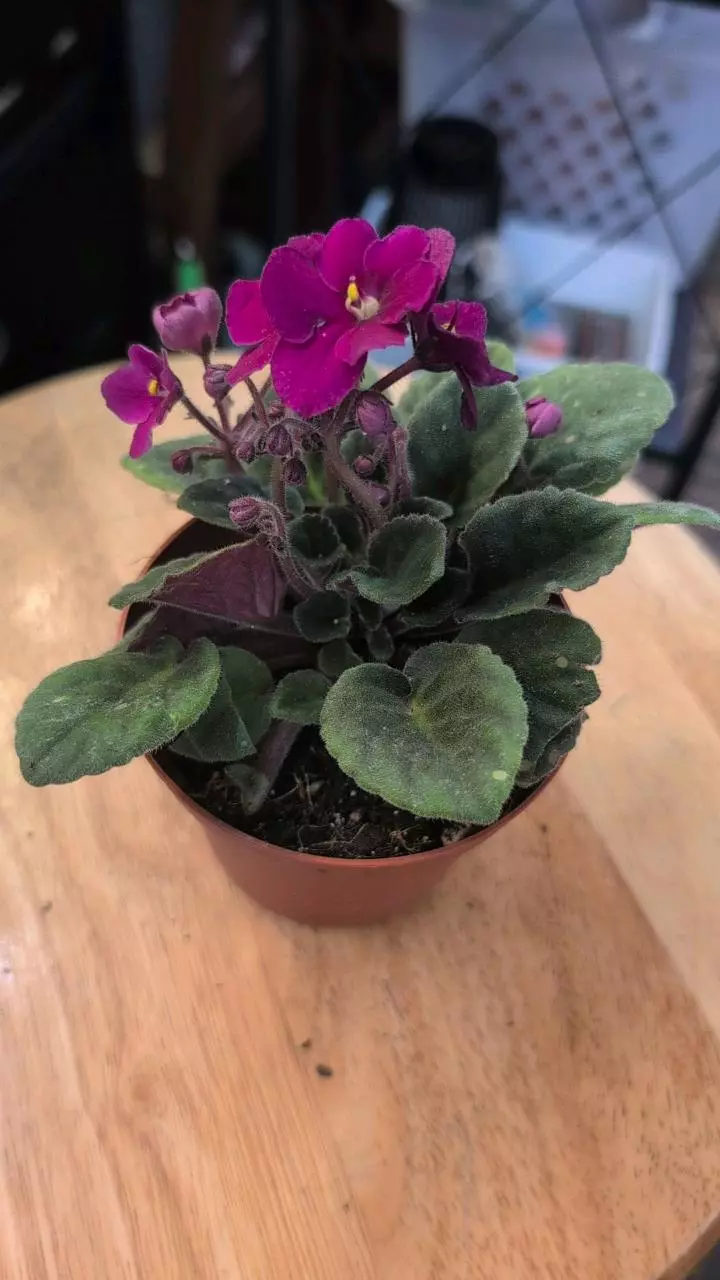 African Violet NOID thumbnail