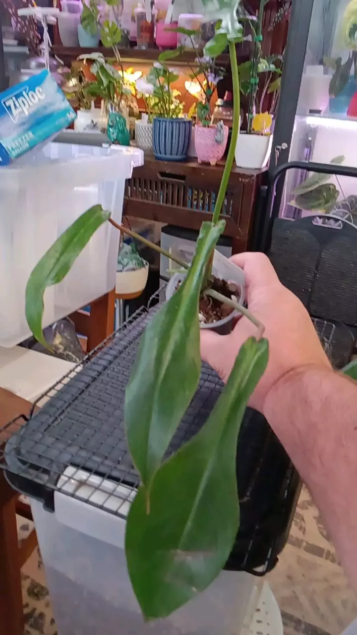 Philodendron Joepii thumbnail