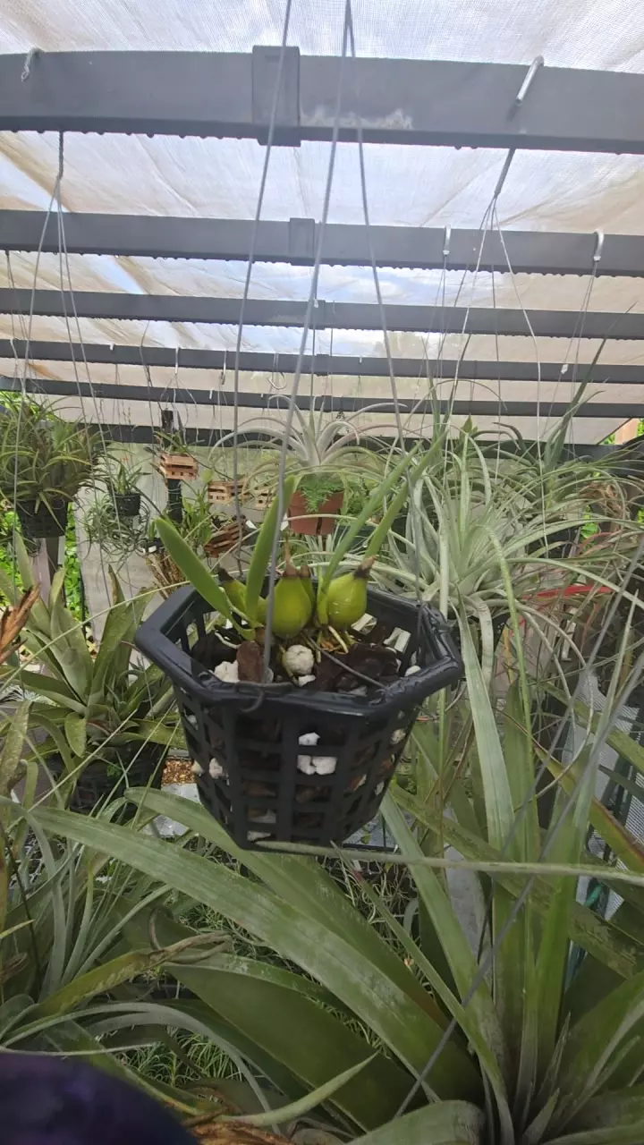 Encyclia Tampenensis in 4" Basket thumbnail