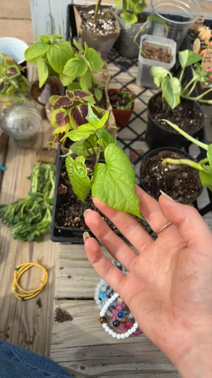 Sweet potato vine (reverted) thumbnail