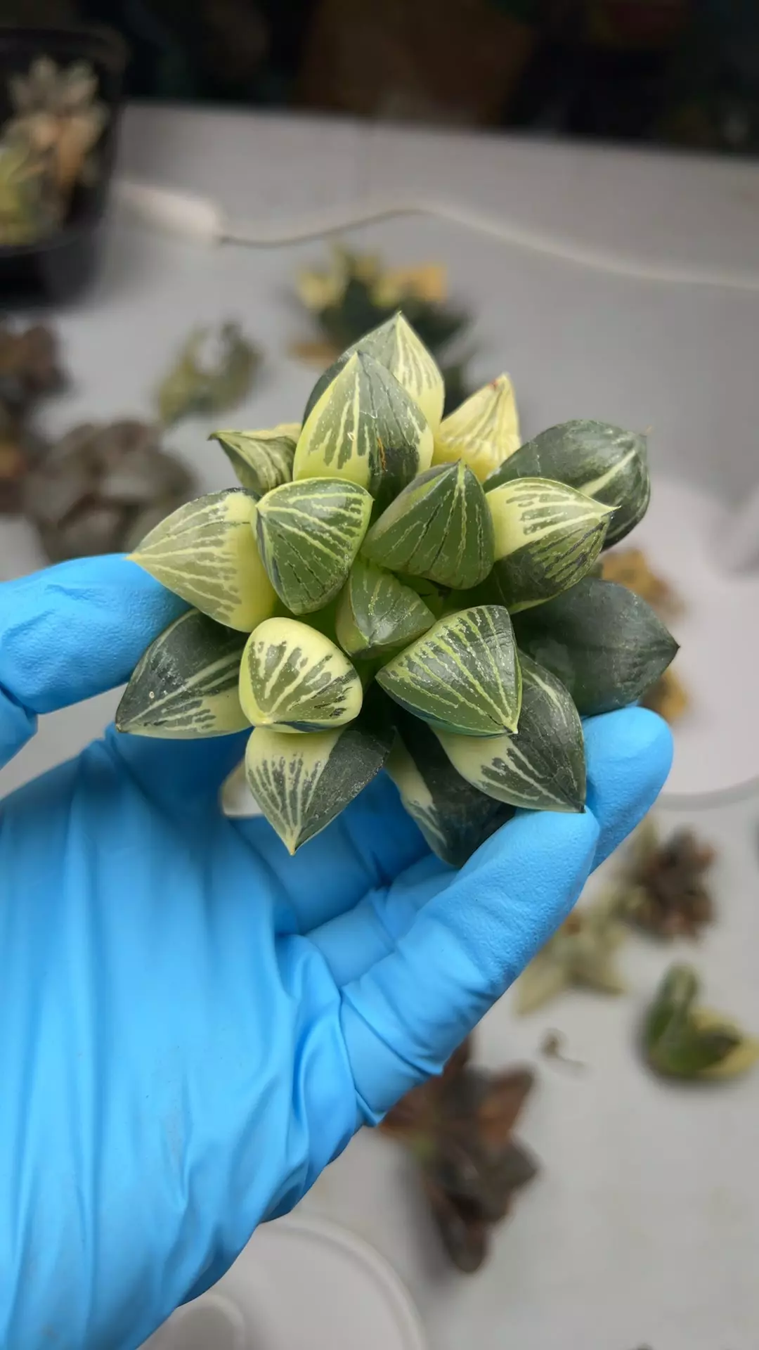 Super silver mutica var thumbnail