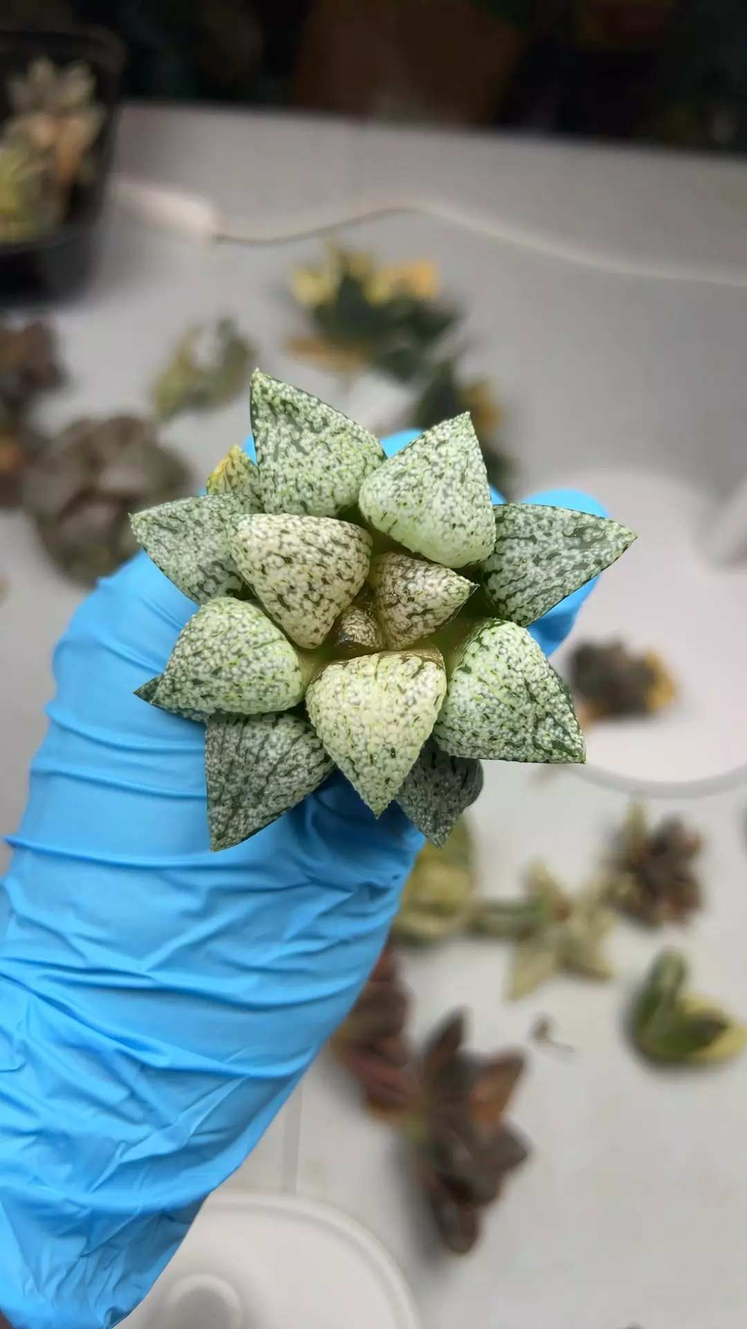 White magic GC thumbnail