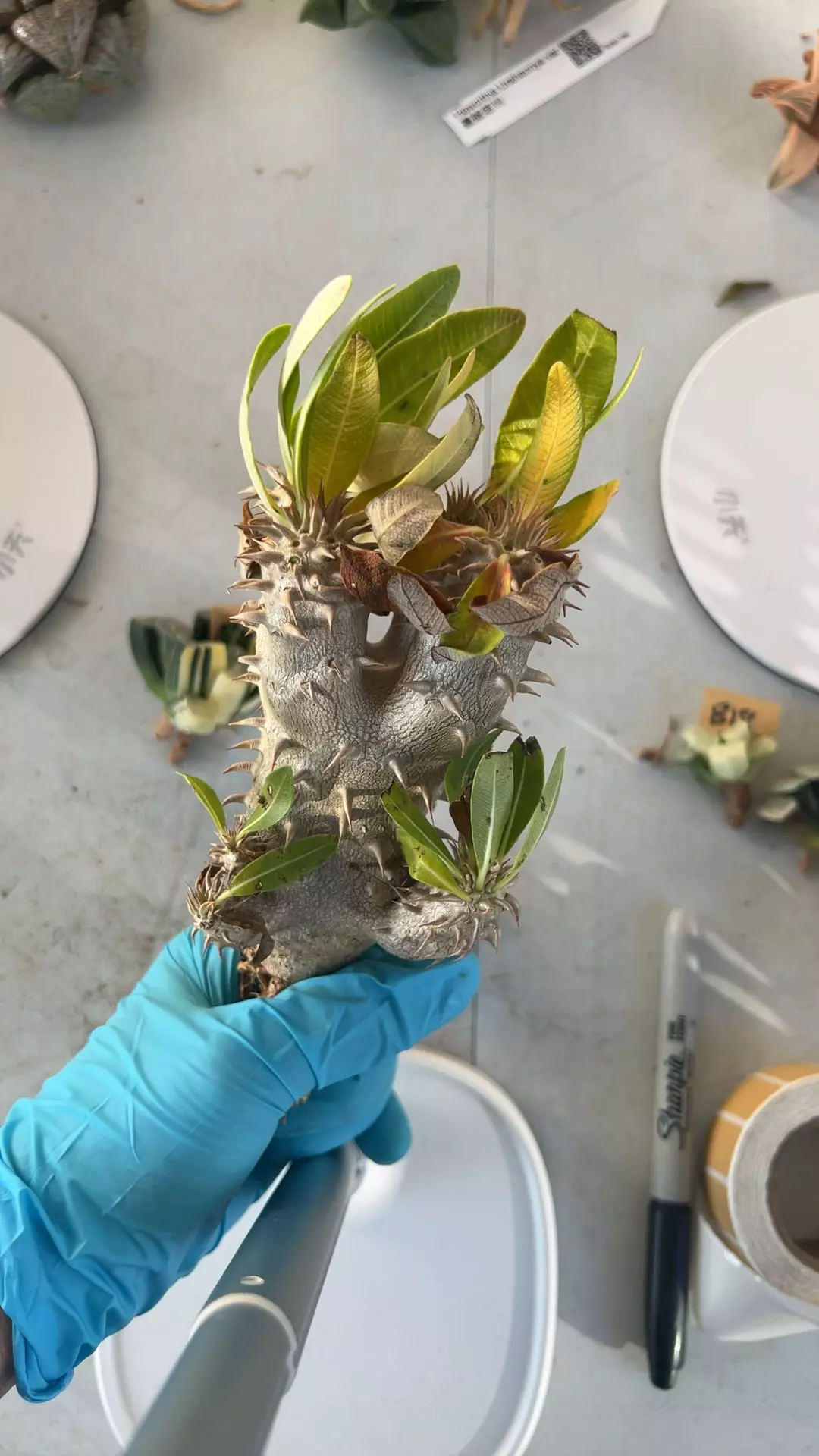 Pachyphytum Densiflorum GC thumbnail