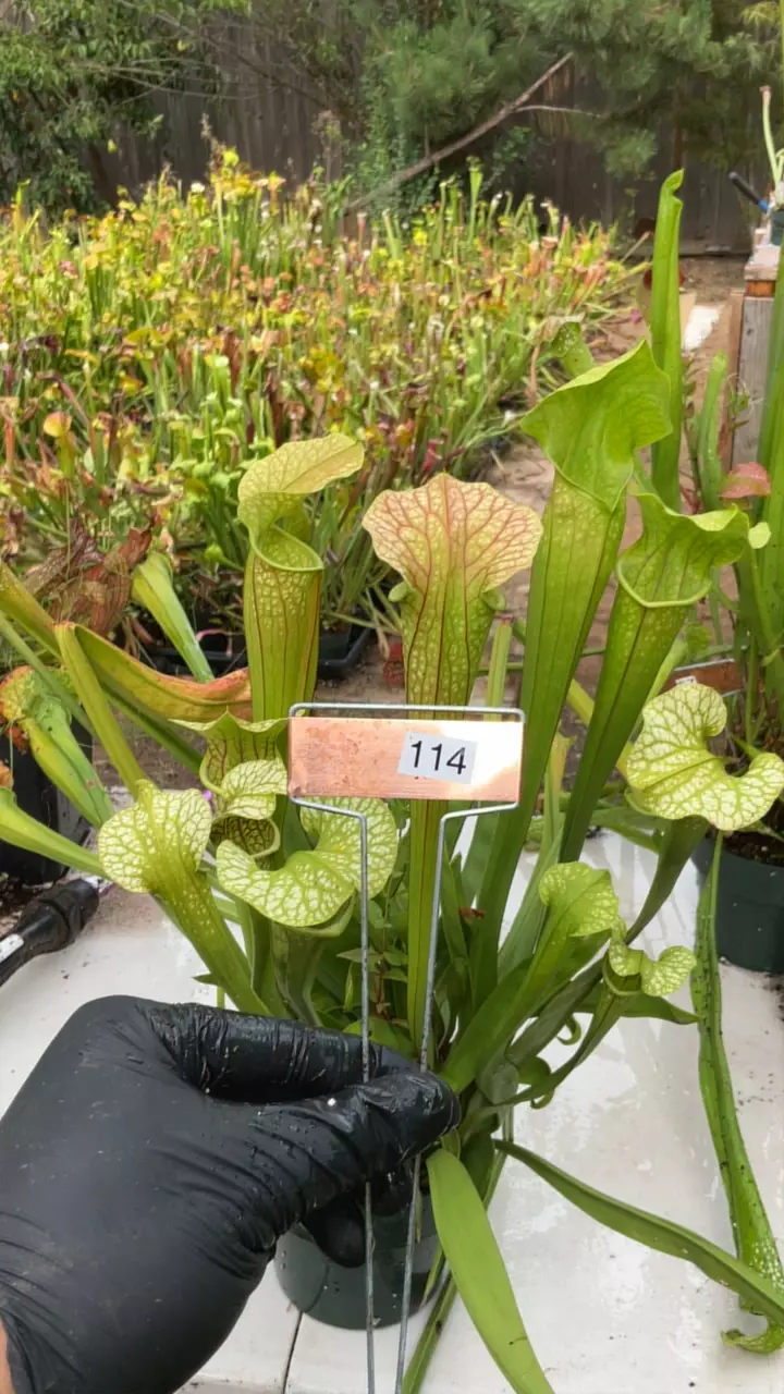 #114 sarracenia leucophylla x oregophylla thumbnail