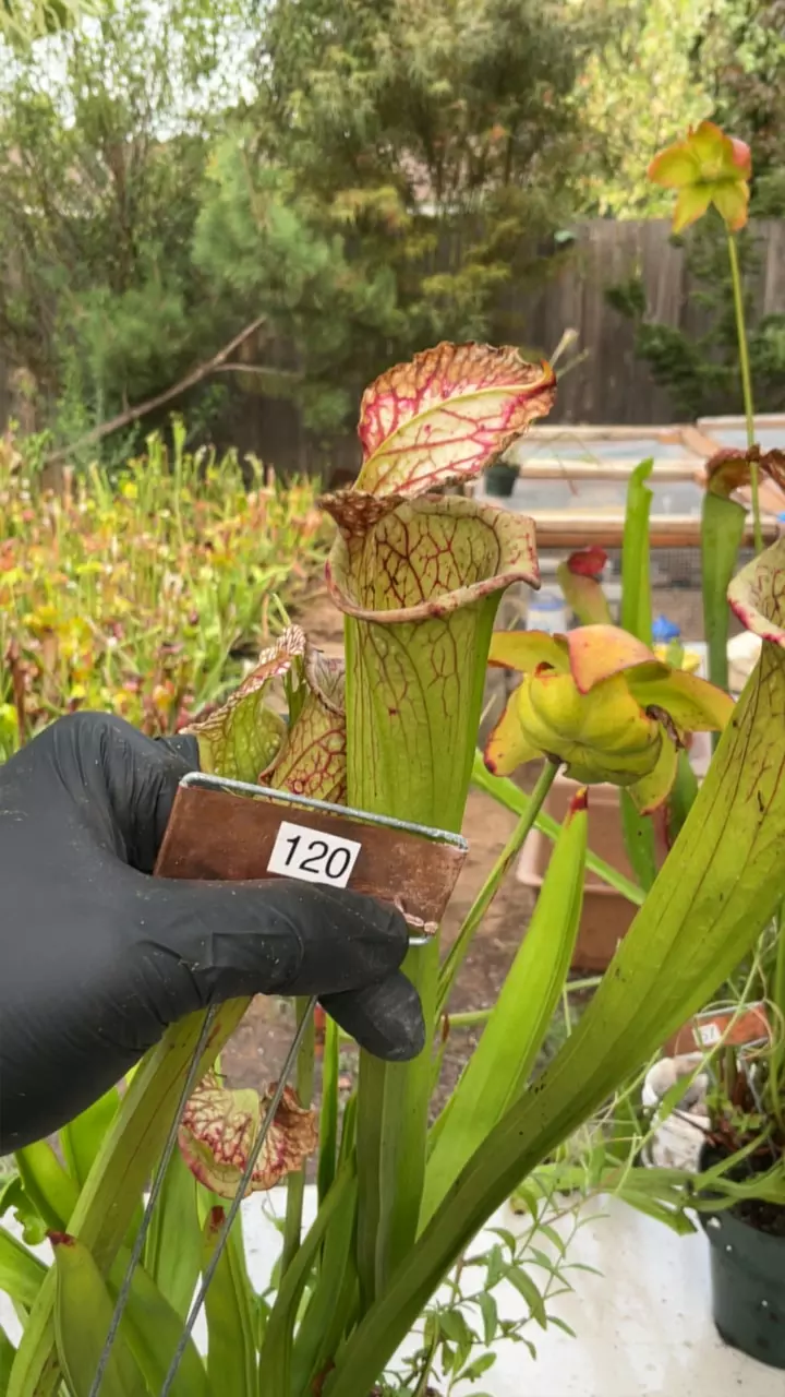 #120 sarracenia leucophylla x oreophylla thumbnail
