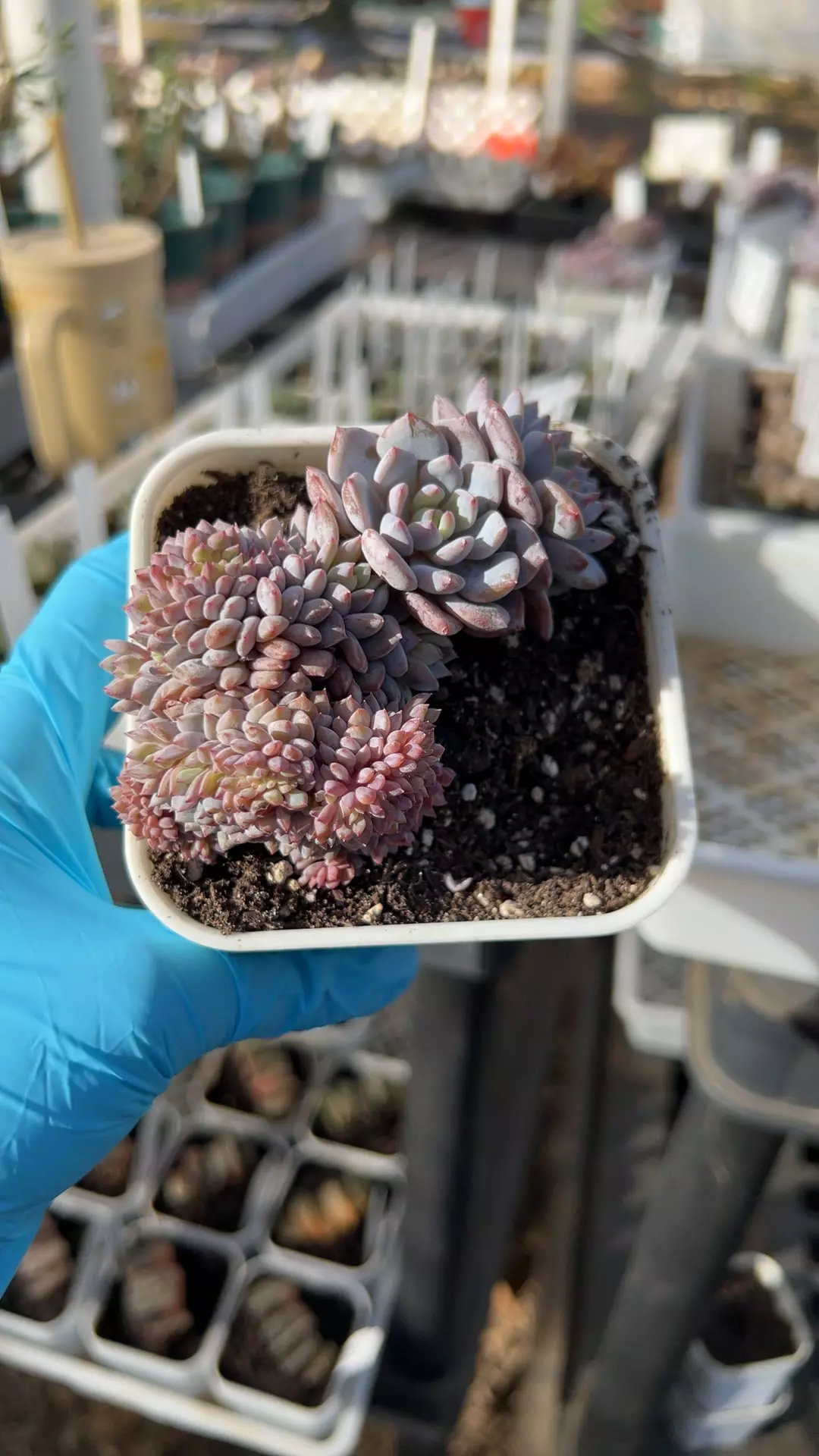 Jade hibiscus crested GC thumbnail