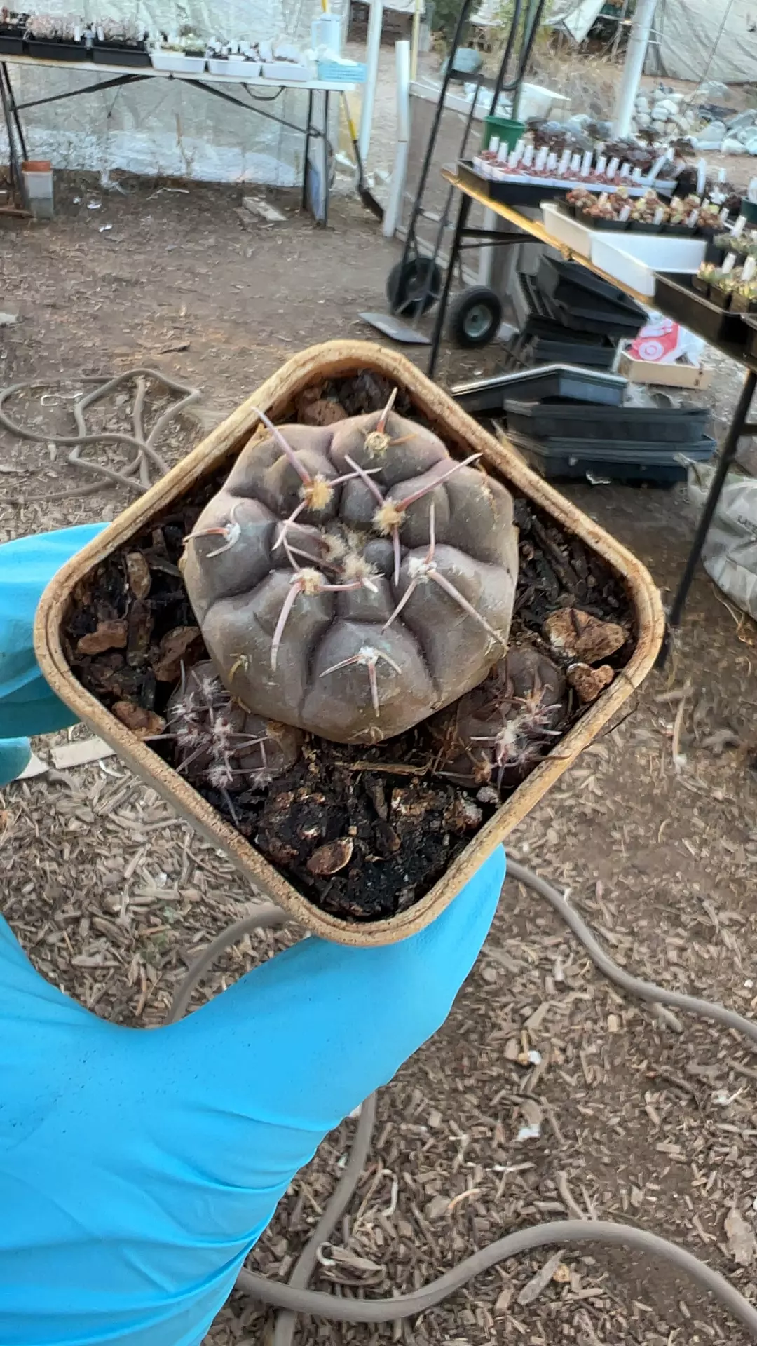 Prochazkianum thumbnail