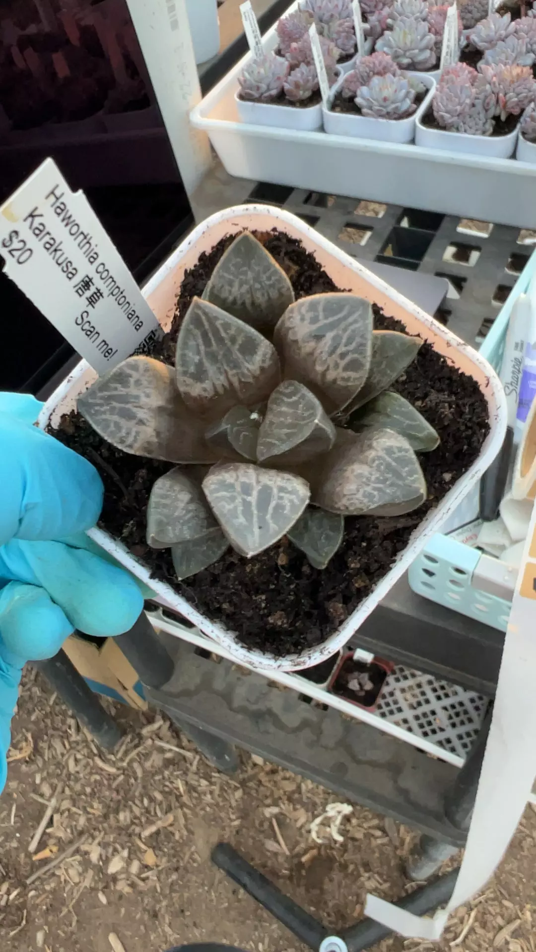 Karakusa GC thumbnail