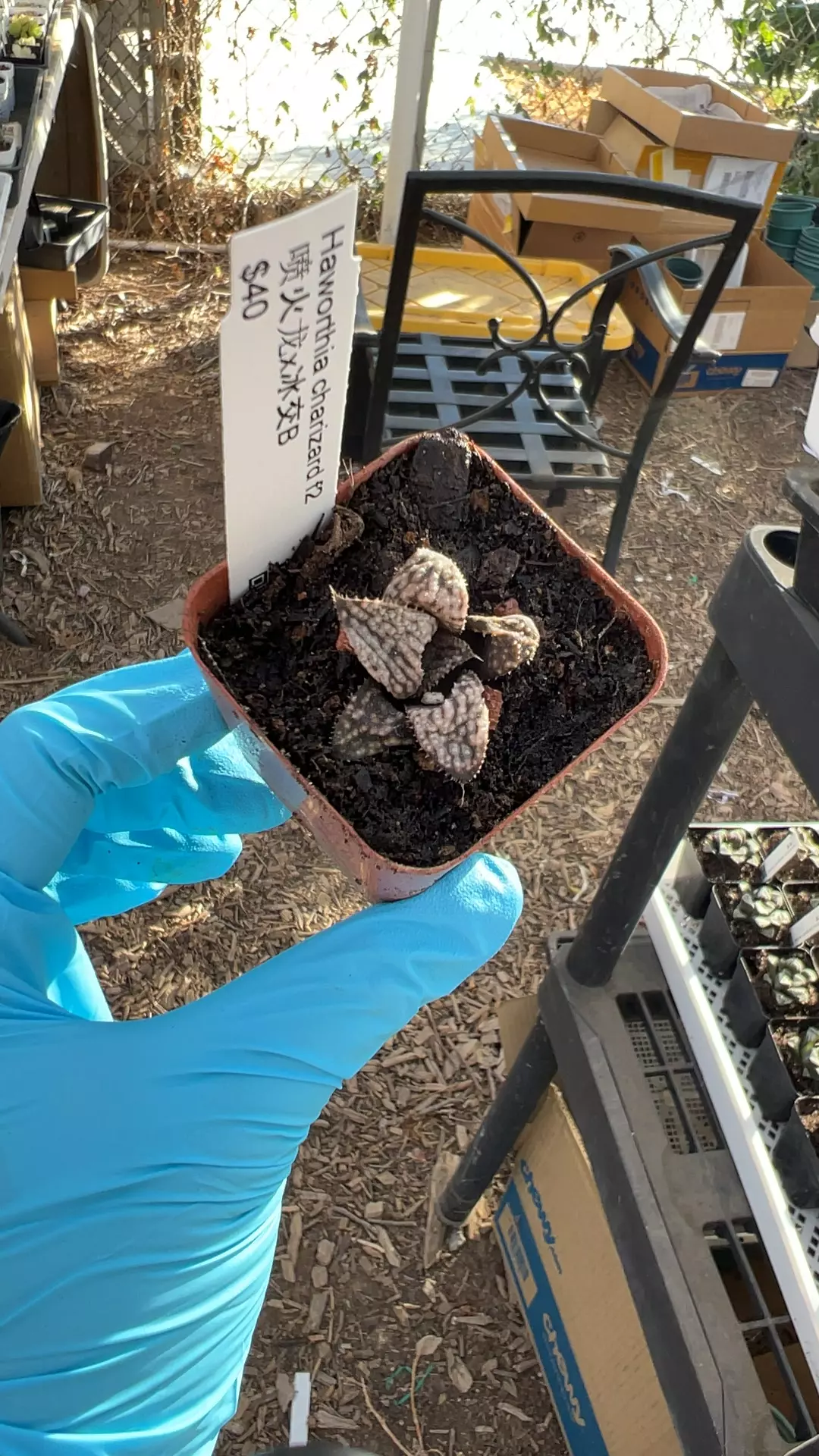 Charizard GC thumbnail