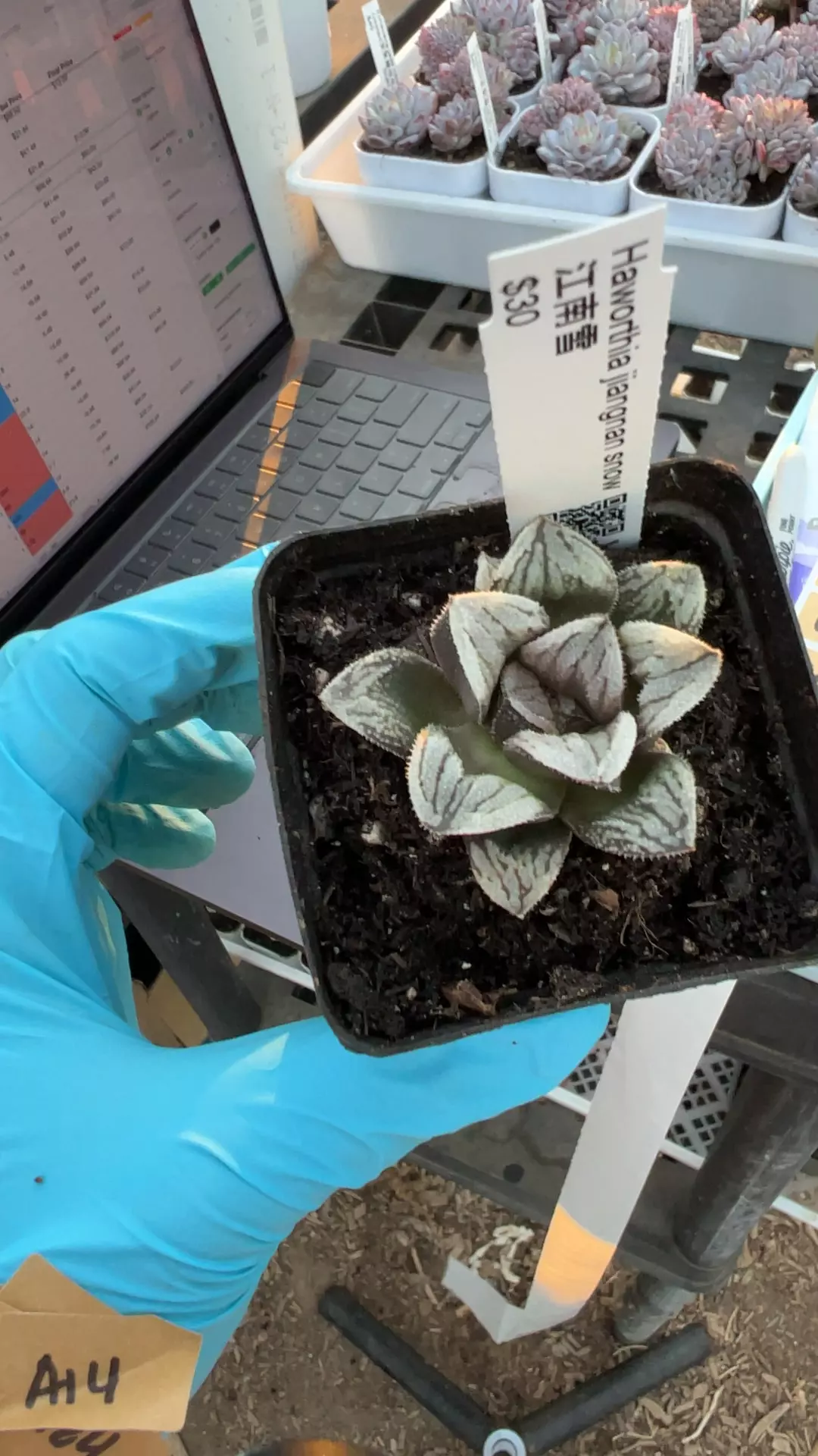 Jiangnan snow GC thumbnail