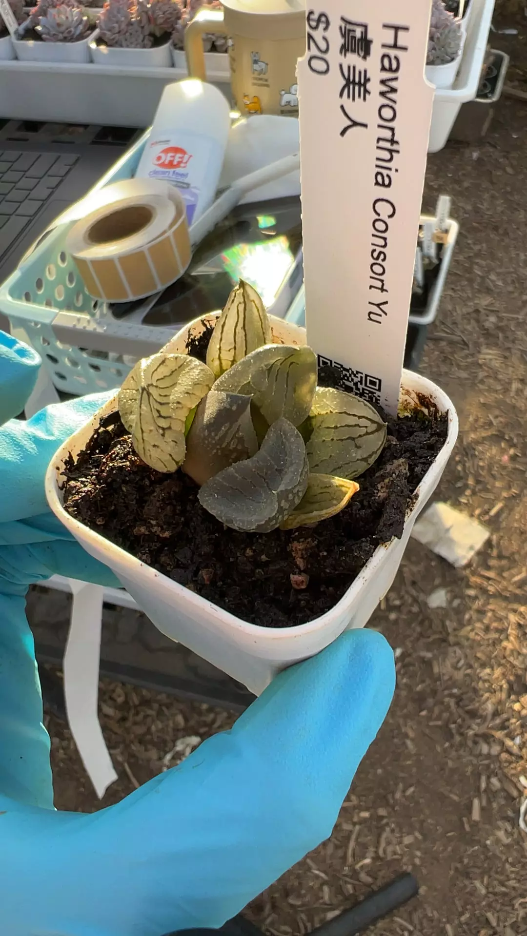 Consort yu GC thumbnail