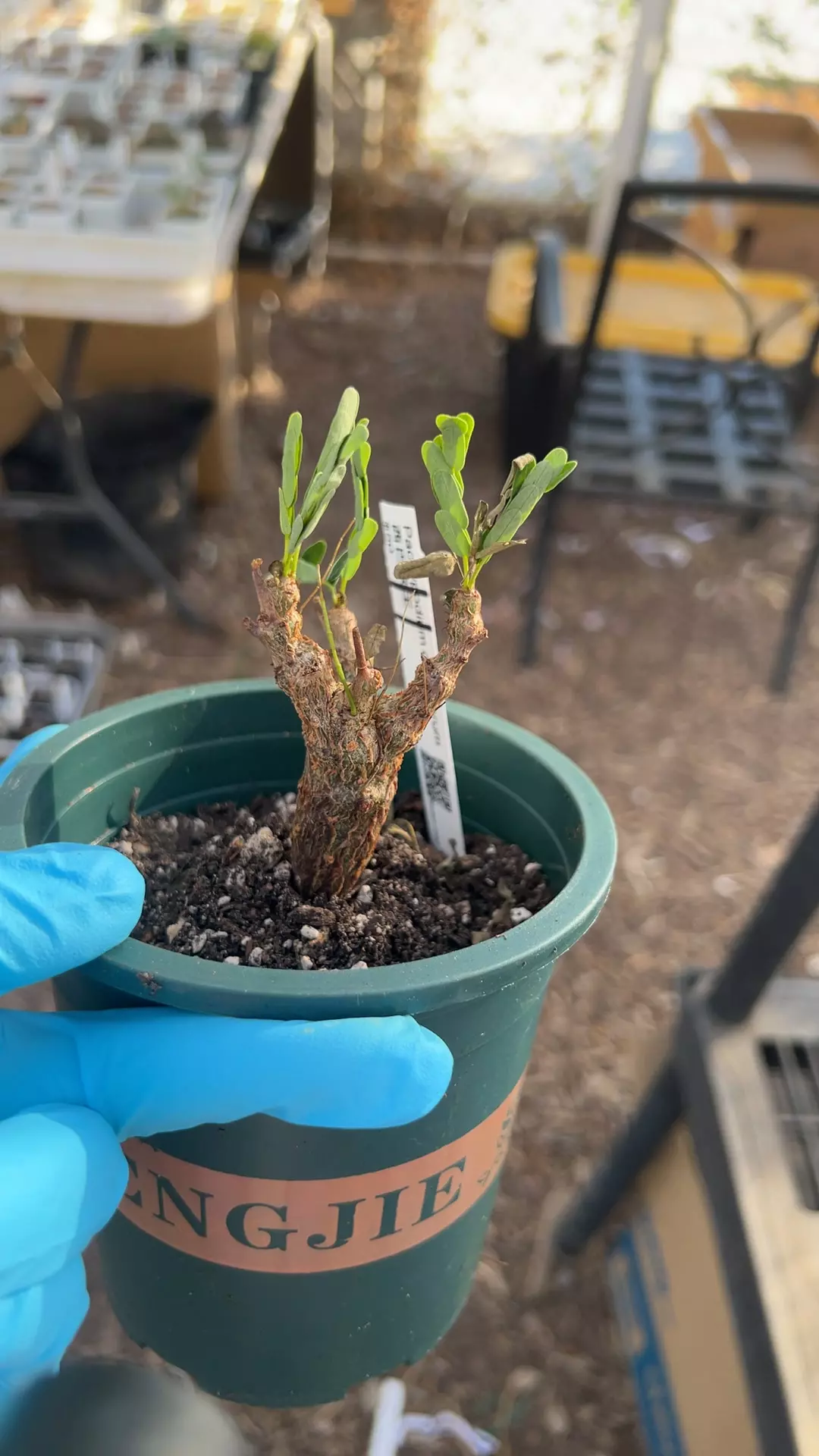 Senna meridionalis GC thumbnail