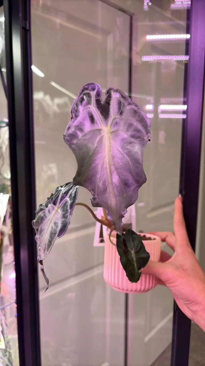 Alocasia Venom thumbnail