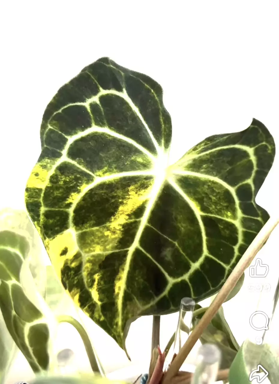 Variegated CLARINERVIUM anthurium tc gc thumbnail