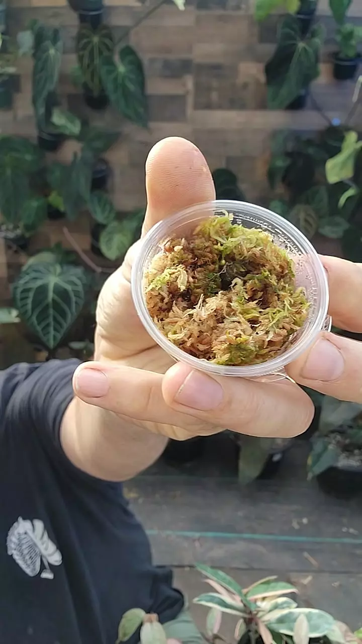 aurea polly thumbnail