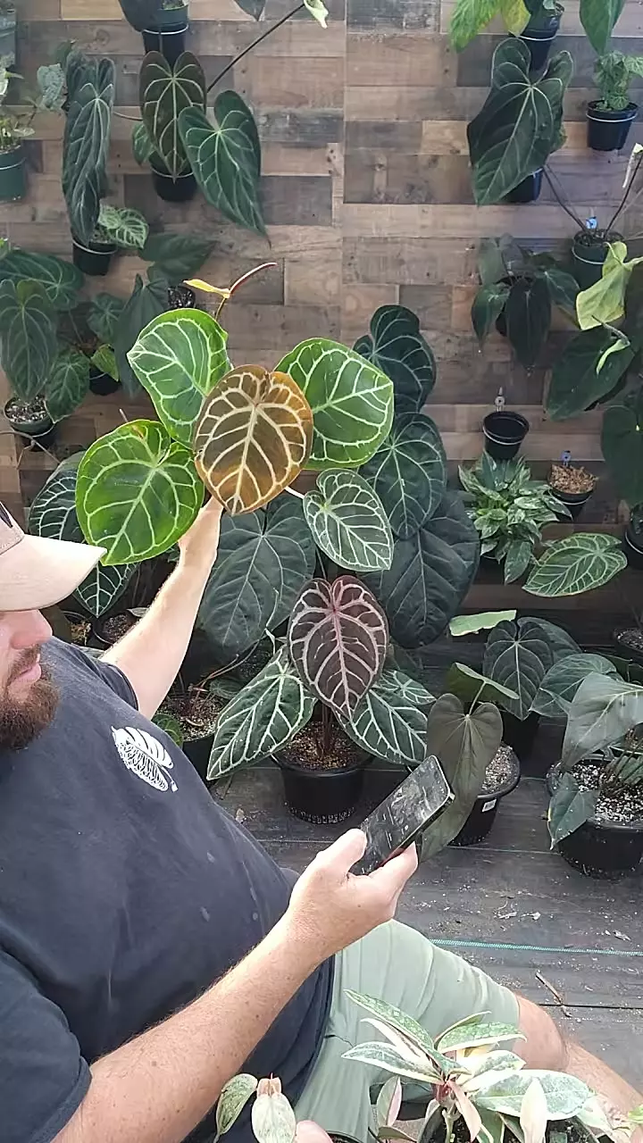 rc x dotiyaki thumbnail