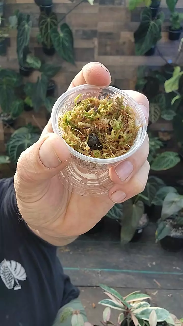 pink psuedo sanderiana thumbnail