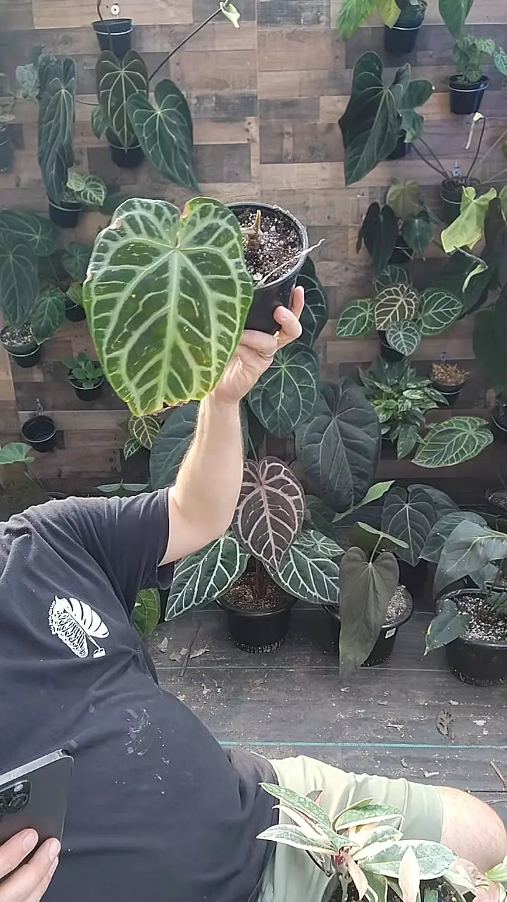 doriyaki x black widow x michelle thumbnail