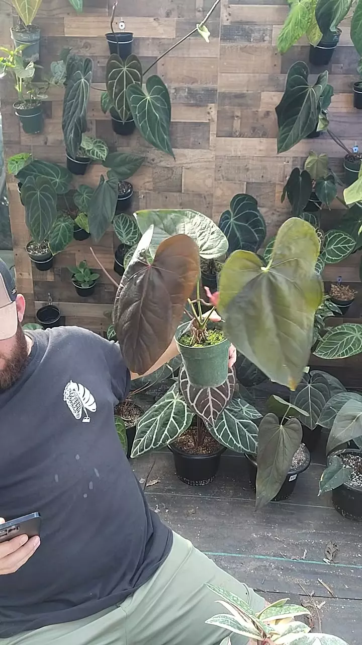 queen of hearts thumbnail