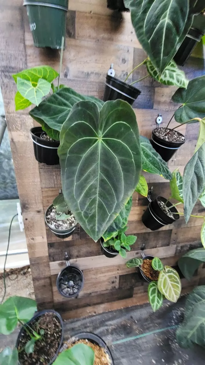 pap legacy thumbnail