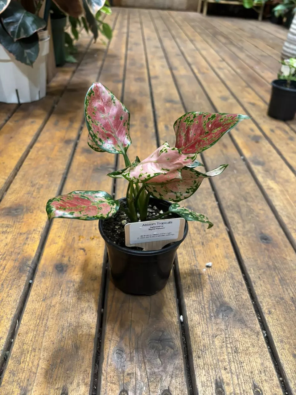 Aglonema ‘Black Maroon’ thumbnail