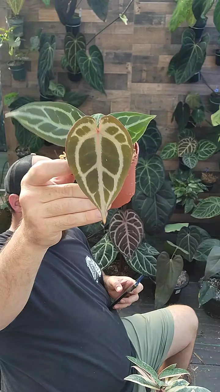 brielle x zara thumbnail