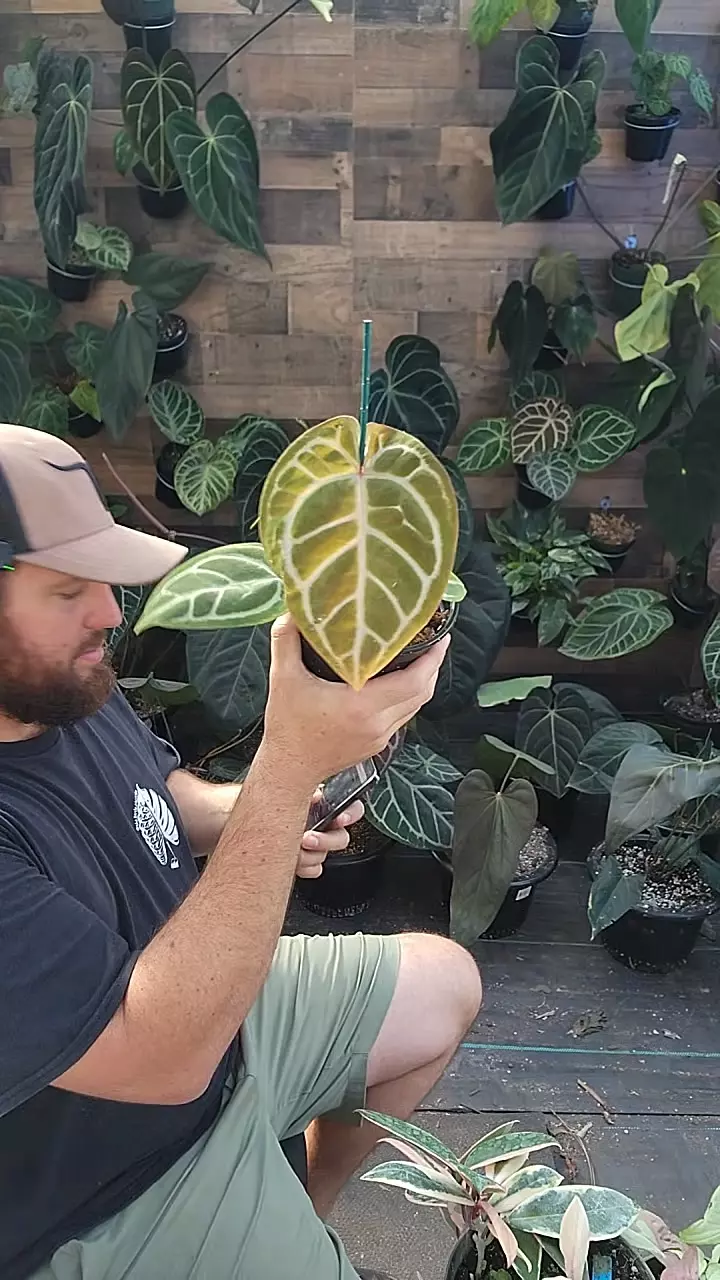 doris dream thumbnail