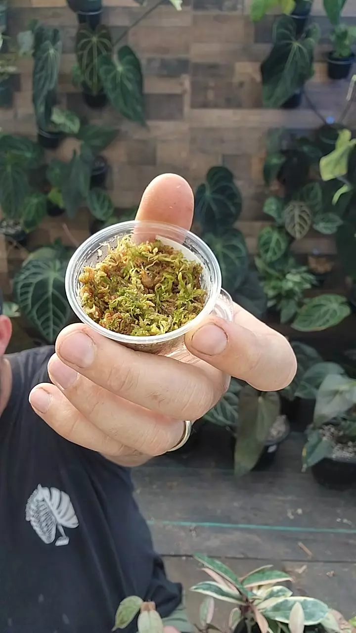 pink mandalay thumbnail