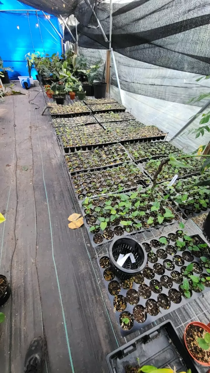 5 pack seedling bundle thumbnail