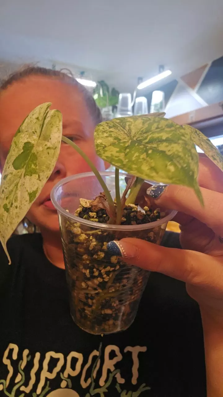 dragon scale mint pup thumbnail