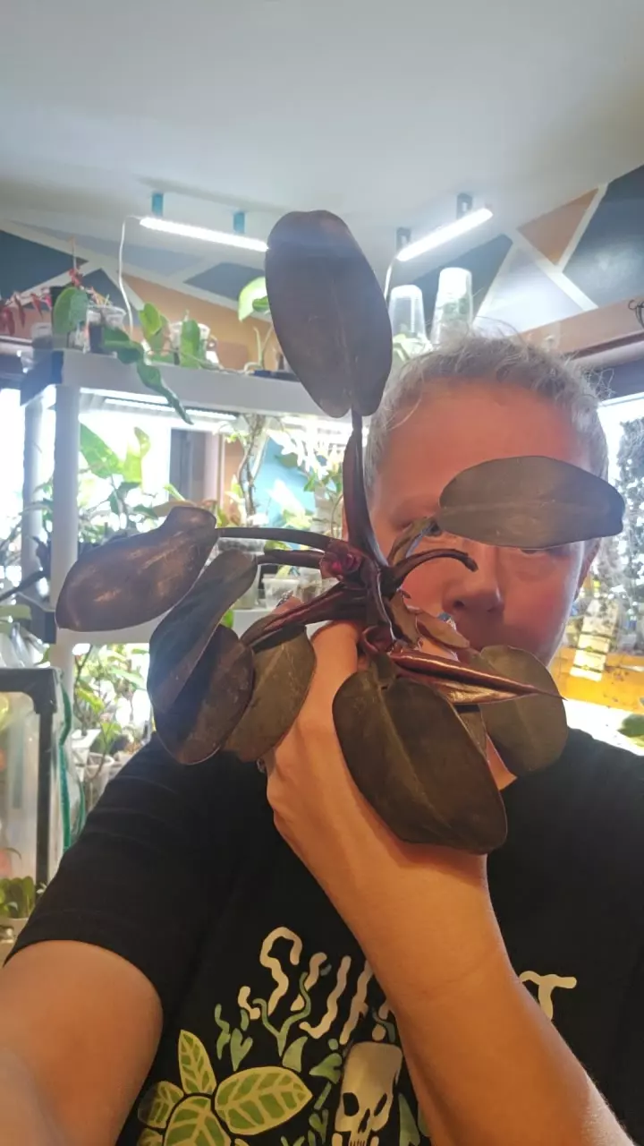 variegated black cardinal revert thumbnail