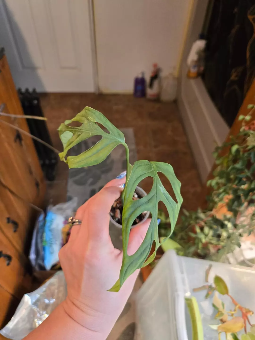 indo mint adansonii thumbnail